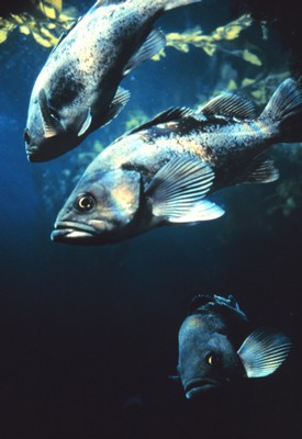 Black Rockfish Copyright NOAA